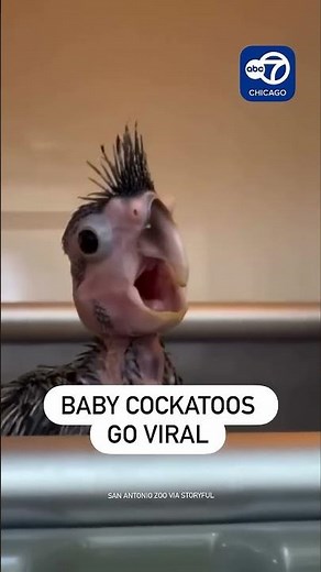 Baby Cockatoos at San Antonio Zoo