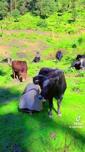 Himalayan yak milk for health 26 November 2025