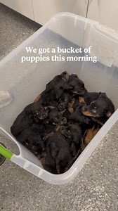 Help us give a warm welcome to these 10 pups who arrived to PAWS today: Buttercup, Bubbles, and Blossom, and Cedar, Oak, Cider, Pumpkin, Spice, Patch, and Orchard. Their fur was caked in dirt and feces, so the first step of their PAWS journey was a warm bath — now they’ll be seen by our vets to determine any care they might need before we can find them loving homes 💛 | PAWS Chicago