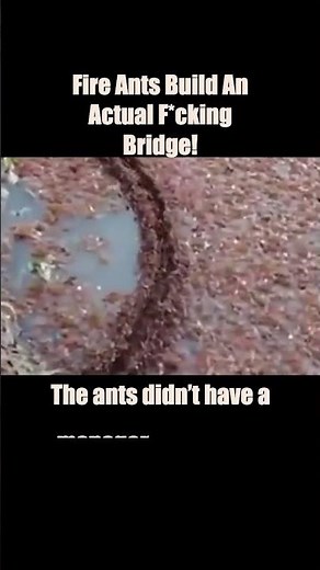 Fire Ants Build a Living Bridge Across Water
