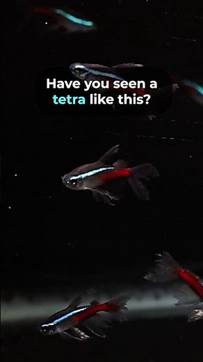 The Long Fin Neon Tetra