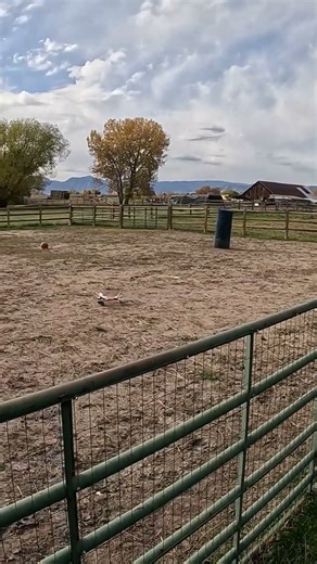 UMX Turbo Timber paddock landing 🤣 #bullybreedrc #umxturbotimberevolution #horizonhobby #colorado