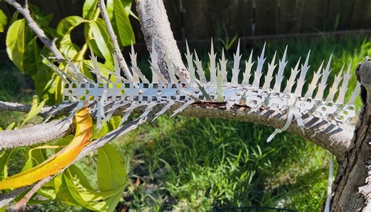 Watch Very effective rodent ﹙and bird﹚ pest control! on Amazon Live