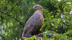 European honey buzzard (Pernis apivorus), also known as the pern or common pern,is a bird of prey in the family Accipitridae
