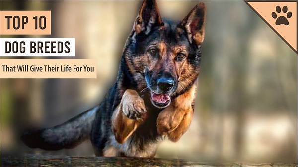 Top 10 dog breeds that would give their life for you!