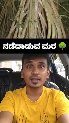 Nishanth N Megalamane on Instagram: "ಈ ಸೃಷ್ಟಿನೇ ವಿಚಿತ್ರ 😯 ( Trees, walking tree, palm tree, curious nature, indian forests, forests, karnataka forests, karnataka trees, mysterious tree, scary nature, unknown fact, kannada facts, kannada forest information, karnataka ) #trees #walkingtree #palmtree #curiousnature #mysterious #mysteriouscreatures #scarynature #karnatakawildlife #karnatakaforest #kannadareels #viral #engotta #viralreels #kannadacontent #kannada #viralkannada #kannadareel #kannadai