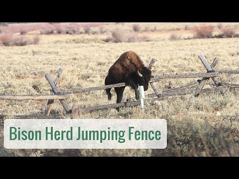 Wonderful Wyoming Wildlife - Bison Jumping Fence