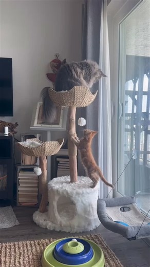 Happy Caturday It’s a full time job having a little sister. I taught her how to climb up to her spot on the cat tree. Now we can take naps and watch the boats go by together. 😻😻 #cat #mainecoon #cats #mainecoons #kitten #cute #love #cattree #mau | Fisher The Maine Coon