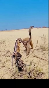 4K views · 3 comments | Some Act of Kindness In Nature: Monkey helped one of the deadliest snake in Africa . The king Cobra after it got stuck on the tree trunk樂.#reelsviral. | Gilbert Banda | Facebook