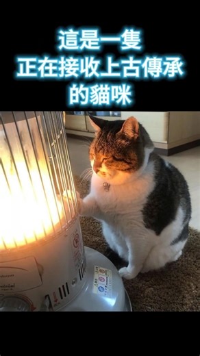 🐱:我能清楚的感受到一股能量像我傳來 啊!好燙 #搞笑 #totomomo #happynewyear #shorts