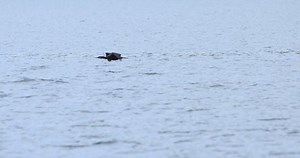 Cormorant sea bird flying low over water near coast slow motion