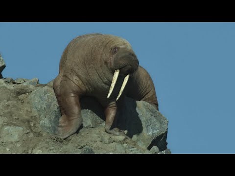 Walruses Seen Falling to Their Deaths in Netflix Docu-Series