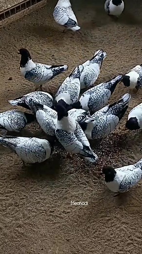 Beautiful strasser pigeon #pigeon | Meahadi Hassan
