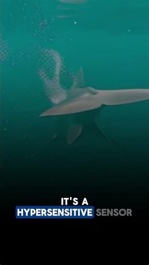 Goblin Shark: The Real-Life Zombie Shark From The Deep #history #animals #goblinshark