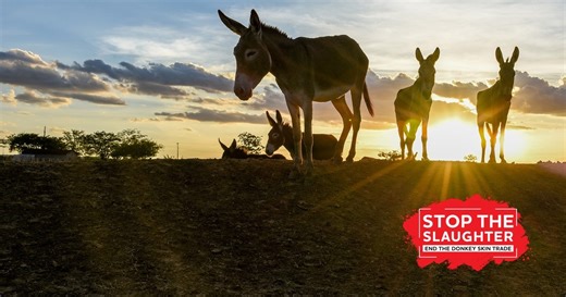 End Brazil’s Donkey Skin Trade