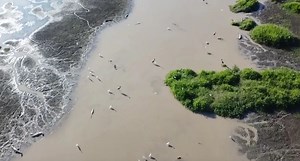 'Heaps of crocodiles' captured in 'fascinating' footage