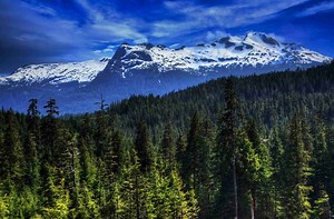 Interesting Facts about the Alaskan Rainforest - Fun Facts about the Tropical Rainforests