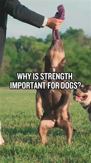 4.4K views · 27 reactions | Why is strength important for dogs? Yes.  Strength and stability are important factors that affect your dog's overall health, which is dependent on muscle condition. Dogs with muscle loss are weaker, recover from illness or injury more slowly, and develop a lower immune system. To keep your dog's muscles healthy, make sure they have an active lifestyle.  | Bully Max | Facebook