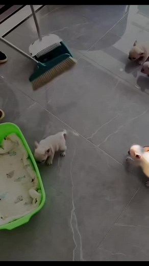 Gmail Kidnapping: Frenchie, Pug Dogs on a Real Adventure