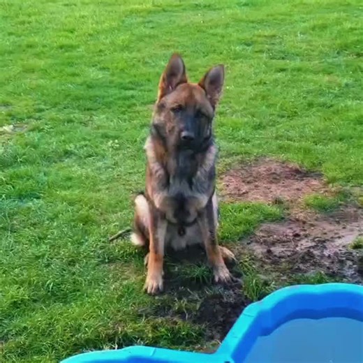 Er war schon von Baby an ein Taucher 😂🌊#foryoupage #dog #gsd #dogsoftiktok #tauchen