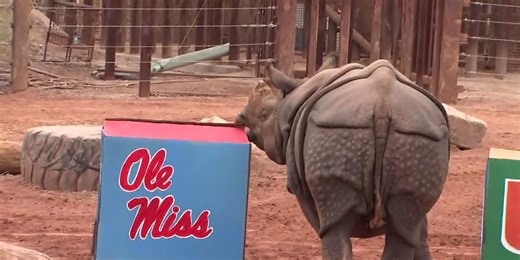 Rhino at Phoenix Zoo predicts Ole Miss will win Fiesta Bowl