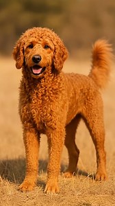 GOLDEN RETRIEVER POODLE: The BEST Family Dog Hybrid is Here! 🥇 ¡El perro familiar perfecto ha llegado! 🥇 La fusión de Golden Retriever y Poodle crea al famoso Goldendoodle: inteligencia, lealtad y un pelaje hipoalergénico. ¿Es esta la raza de perro ideal para tu familia? ¡Cuéntanos tu opinión! 👇 #GoldenRetriever #Poodle #Goldendoodle #PerroFamiliar #BestDogEver #NoShedding #Hipoalergenico #InteligenciaCanina #Viral #Shorts #Reels #Mascotas #perrosiamazing | Perros IA mazing