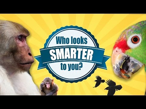 Bird Brain: Smarter Than You Think