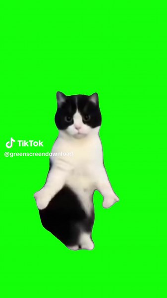 Cat Belly Dancing Meme Compilation