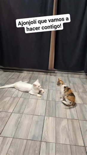 Y está historia es todos los días 🤣 salió tremenda la niña lo que tiene de bonita lo tiene de terreneitor, bendito Dios le tocó un hermano tolerante 1000 #gatosfelices #garosdivertidos #gatoshermanos | Susy Espinosa