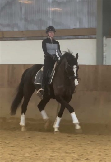 Dancing with Gigi: A Dressage Journey