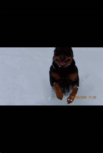 Maggie loving the snow!#rottweilermaggie