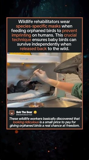 Bizarre Masks Save Wild Birds