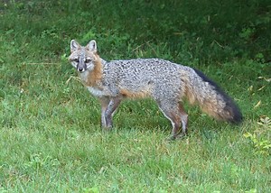 If you’ve seen CT’s rare gray fox, DEEP wants to hear about it
