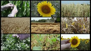 Multiple screens agricultural video collage with corn, sunflower, oat, soybean, wheat. Footage of crops and farm workers in various agricultural activities for food production and biofuel