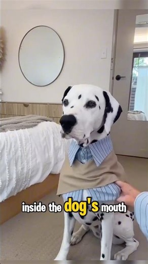 Interesting facts about Dalmatian ❤️#dog #dogshorts #animals #dogs