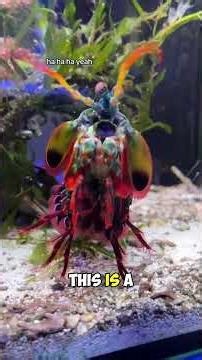 What kind of animal is this? #animals #coolfacts