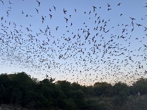 Despite challenges, Mexican free-tailed bats thrive in San Antonio area–here’s where to see them