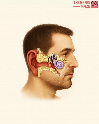 How Do We Hear? - This is how we hear sounds—vibrations in the air enter the ear, travel through a complex pathway involving the eardrum, tiny bones, and the cochlea, and are transformed into electrical signals that the brain decodes into sound. In this video, you'll discover the full anatomy behind hearing, from the outer ear to the auditory nerve, and understand how every whisper, note, or crash is processed in milliseconds. | The Brain Maze