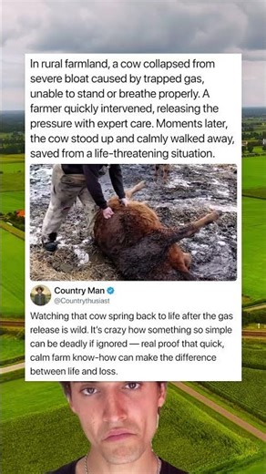 In rural farmland, a cow collapsed from severe bloat caused by trapped gas