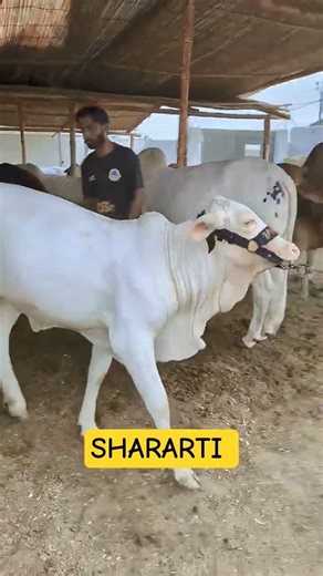 Shararti Bachra #thebrosfarm
