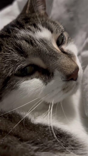 Simba loving the cuddles #Cats