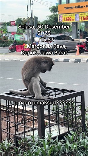 lagi main ke depok, tiba tiba di perempatan margonda liat monyet ditaliin pake besi gini di pinggir jalan.. ga tau dari jam berapa, apa maksud dan tujuannya. mana td siang panas bgt, menjelang sore gini mendung takut hujan. ditambah dia keliatan ga betah minta dilepas😭 berkali2 narik besi yg nahan dia, nyabutin tanaman sekitar buat dimakan💔 tolooonggg siapapun yang liat ini dan ngerti, sebelum gw makin mikir kemana2, tolong kasih paham ke gw ini maksudnya apa sih?? wajar kah?? di tengah jalan