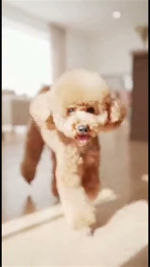 Happy Brown Poodle Walking in Perfect Rhythm syalala 🐾🎶 #ilived