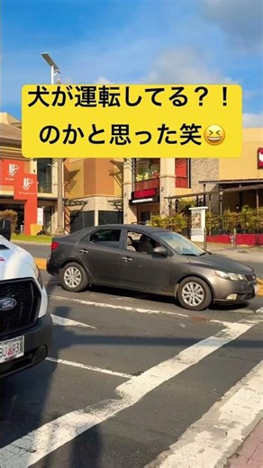 犬が運転してる子なと思った笑笑