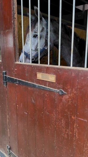 559K views · 10K reactions | STERLING GETS A NEW PRESENT… and...