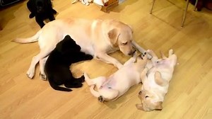 Happy labrador family ! | We Love Labradors