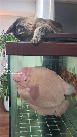 Shortstackdom (@shortstackdom)’s videos with original sound - Shortstackdom