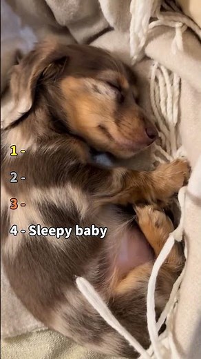 Ranking the Cutest Baby Dachshunds Ever 😍🐾 | Try Not to Say “Aww” #Shorts #dogs #dachshund #puppy