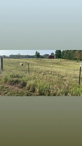 38K views · 2.2K reactions | Daisy was found on the side of the road,...