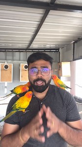 7.1K views · 74 reactions |  Roommates இவங்க!! Love Birds to Sun Conure ஒரே கேஜ்ல!! 朗 Aviary 360 whatsapp group:- https://chat.whatsapp.com/Cq6x5KntCNJ4eJJatLz9Ij?mode=ac_c #prasanth360 #lovebirds #birds #sunconure #birds #aviary #coimbatorebirdsfarm #sunconure #pets #tamilpets #petbirds #birdsoftamilnadu #tamilshorts #trending #tamilfacts #youtubeshorts #birds #cockatiel #cockatiels #avairy #outdooraviary #birdfarm | Prasanth360 | Facebook
